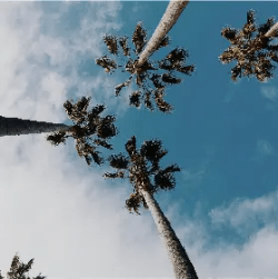 san-diego - San Diego